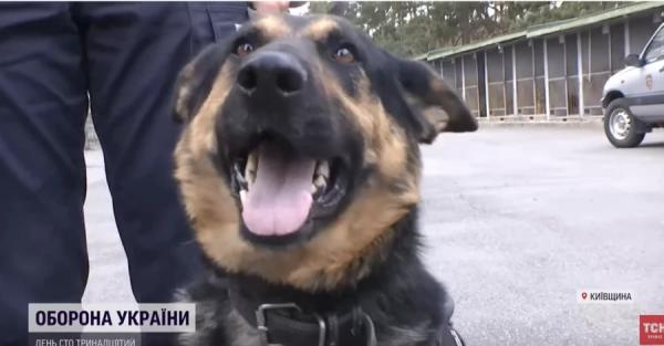 Собаки из кинологического центра помогают полицейским - Общество