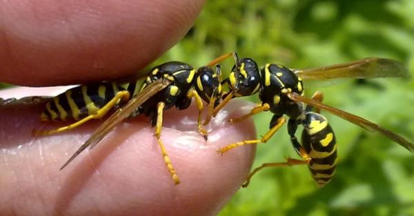 Летние укусы насекомых: пчел привлекают цветочные духи, а ос – запах пива - Общество