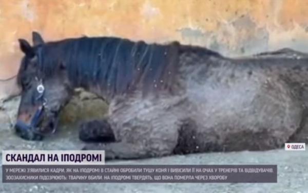
Жестокие кадры вызвали скандал: на одесском ипподроме посетители наблюдали за тем, как режут коня - Новости Мелитополя
