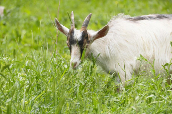 На Запорожье коза «обезвредила» нескольких оккупантов