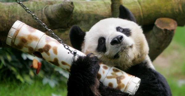 В Гонконге умер самый старый в мире самец панды – ему было 35 лет - Общество
