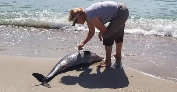 Одесские ученые сообщили о гибели четырех дельфинов в Черном море - Общество