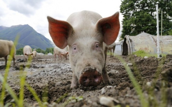
В приграничной с Россией области в реке обнаружили труп свиньи: она болела африканской чумой - Новости Мелитополя
