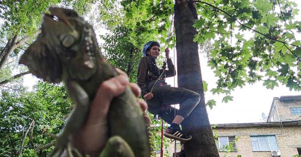 В Киеве с дерева сняли игуану, которая сбежала от хозяйки - Общество