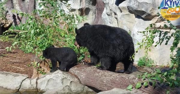 В киевском зоопарке медвежонок Бери впервые вышел в вольер  - Общество