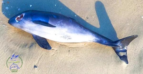Биолог Иван Русев: Использовать дельфинов в войне - жестокая и неэффективная практика - Общество