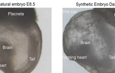 Израильские ученые создали первые в мире "синтетические эмбрионы"