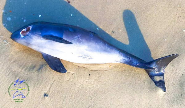 Ад в Песках, подвиг воспитательницы и гибнущие дельфины: топ-7 материалов недели - Общество