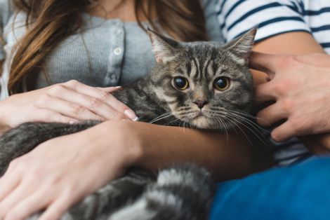 Хвороби, які можуть передавати людям домашні коти
