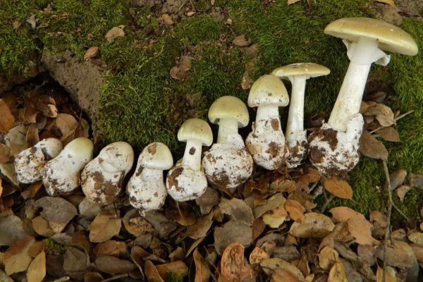 Время тихой охоты: опасаемся противоалкогольных грибов и запрещаем беременным готовить трофеи  - Общество