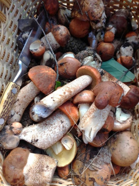 У Павлограді 2-річна дитина отруїлася смаженими грибами