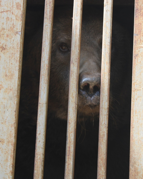 Украинские воины спасли медведя, брошенного хозяевами в Бахмуте - Общество