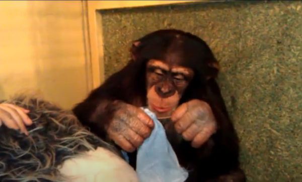 Сбежавшую из Харьковского зоопарка шимпанзе Чичи уговорили вернуться ради подруги - Общество