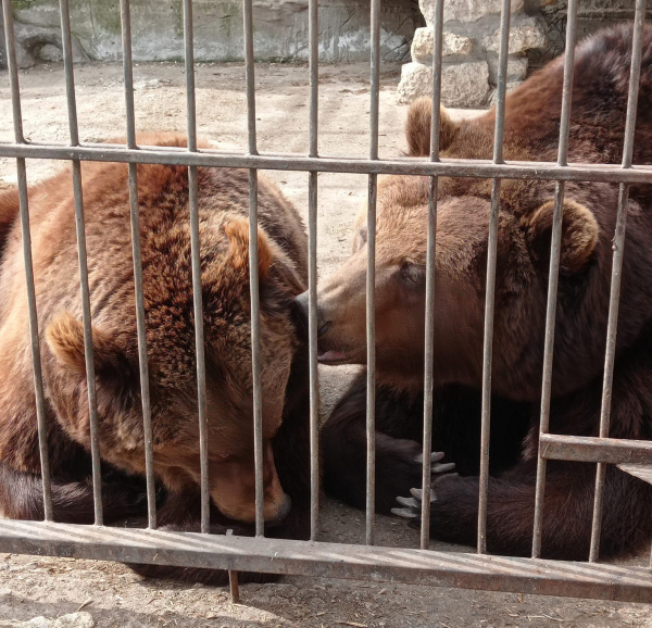 Директор Васильевского зоопарка: К канонаде животные привыкли, прячутся, когда стреляют близко  - Общество