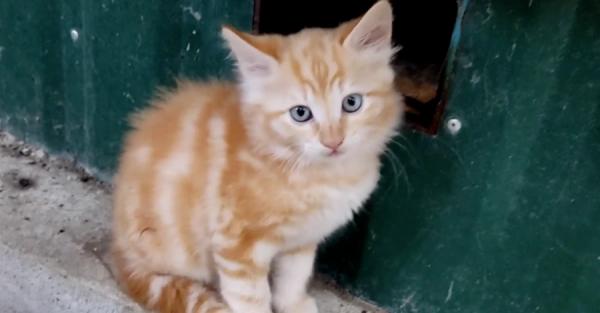 В Николаеве нашелся кот с тризубом на мордочке - Общество