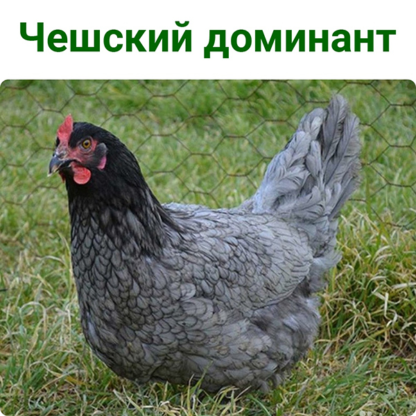 Приймаємо замовлення на породисту молоденьку курочку "Чешський домінант"