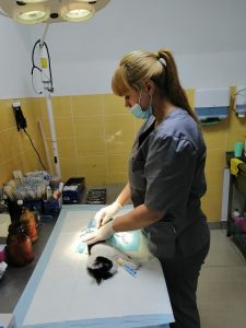 Терміново: у ветеринарний кабінет “Центр” в Павлограді потрібен ветлікар