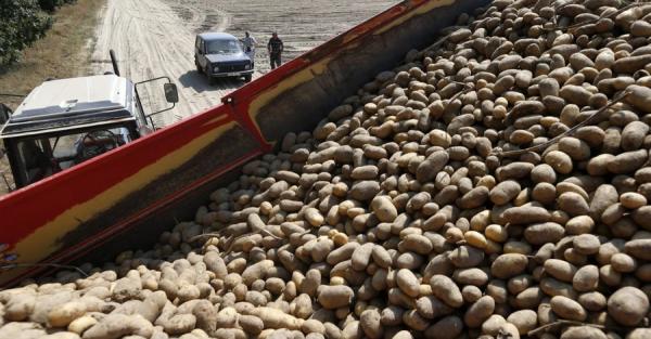 Прогноз аграриев: рекордный урожай картофеля и понижение цены на гречку - Общество