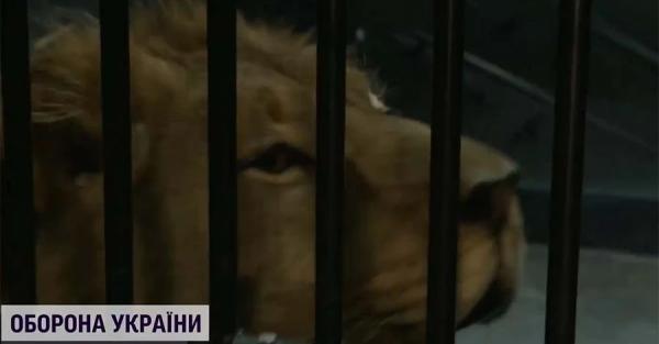 Харьковских и донецких львов доставили в Испанию, но животные до сих пор в стрессе - Общество