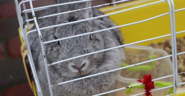 ГСЧС разыскивает хозяев кролика, спасенного из разрушенного в Вышгороде дома - Общество