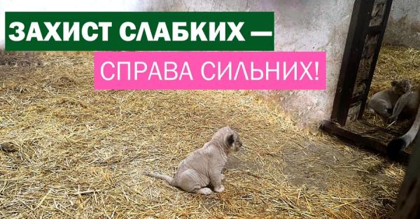 Спасенная из Донецкой области львица родила трех львят - Общество