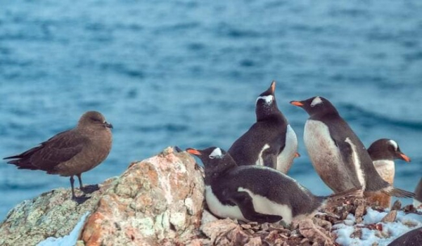 Украинские полярники показали птицу, которая охотится на яйца пингвинов - Общество