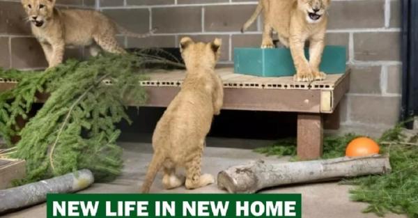 Четырем львятам из Украины нашли новый дом в США - Общество