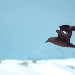 Украинские полярники показали птицу, которая охотится на яйца пингвинов - Общество