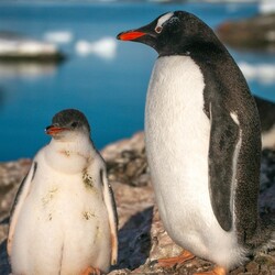 Украинские полярники показали подросших пингвинят, обитающих возле "Вернадского"  - Общество
