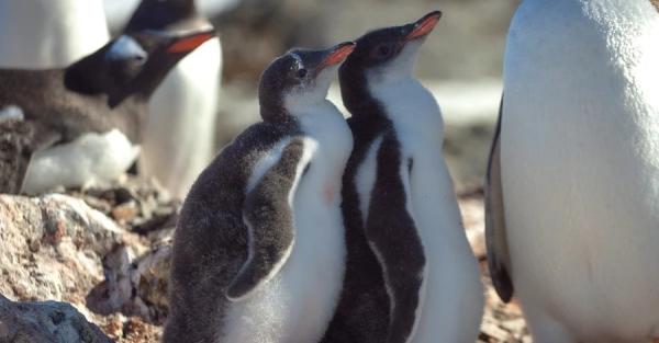 Украинские полярники показали подросших пингвинят, обитающих возле "Вернадского"  - Общество