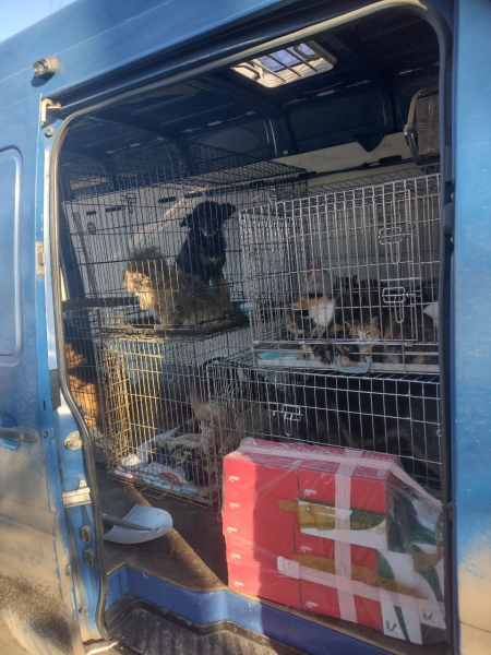 Мы вывезли из Бахмута около 200 животных, из них дом нашли менее 10 - Общество