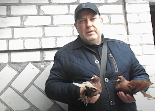 Украинские голубоводы: Кормили птиц между обстрелами, но все равно много погибло - Общество