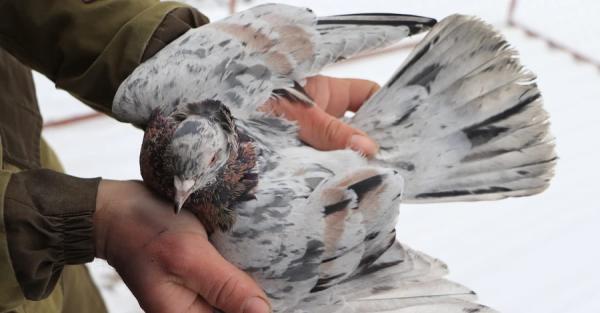 Украинские голубоводы: Кормили птиц между обстрелами, но все равно много погибло - Общество