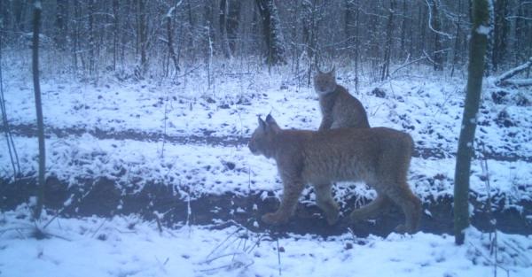 Возвращение медведя и влюбленные рыси: как фауна Чернобыля пережила этот год - Общество