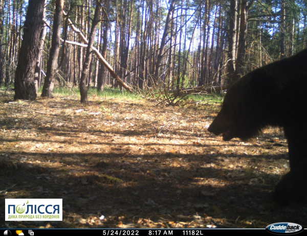 Возвращение медведя и влюбленные рыси: как фауна Чернобыля пережила этот год - Общество