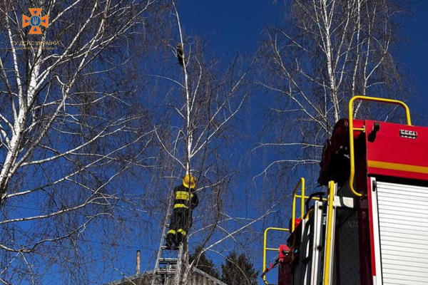 У Дніпрі рятувальники зняли з високого дерева переляканого пухнастика. ФОТО  | новини Дніпра