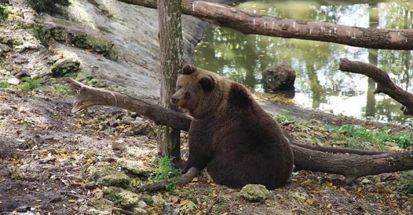 Медведей-переселенцев в парке хищников Арден лечат добротой и лесом - Общество