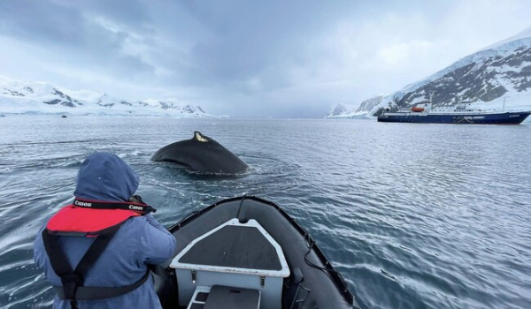 Украинские ученые показали, как изучают китов в Антарктиде с помощью дронов - Общество