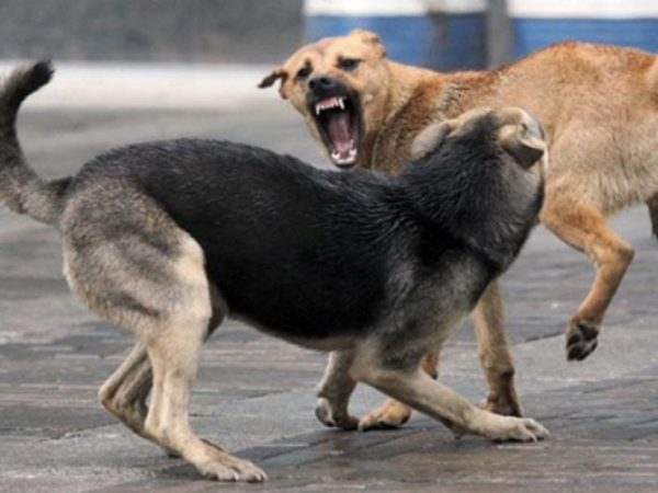 
В Мелитополе все чаще на людей нападают бездомные собаки - Новости Мелитополя
