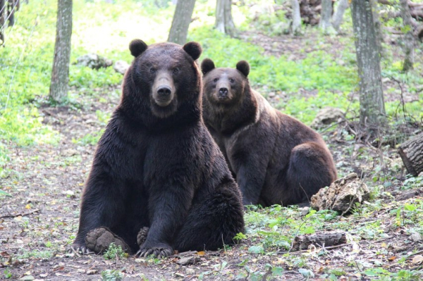 Медведей-переселенцев в парке хищников Арден лечат добротой и лесом - Общество