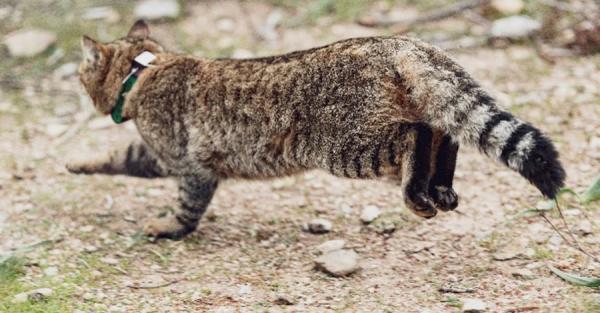 На Корсике ученые обрели новый вид кошек: местные называют их лисицами - Общество