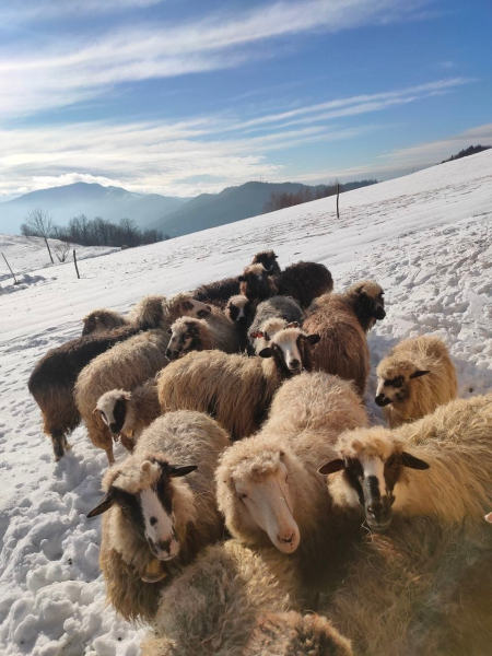 Гуцульские овцеводы: Настоящая брынза – без запаха и привкуса, вас кормят испорченной - Общество
