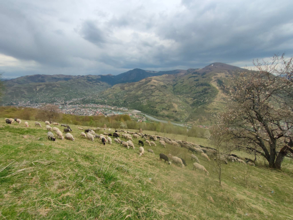 Гуцульские овцеводы: Настоящая брынза – без запаха и привкуса, вас кормят испорченной - Общество