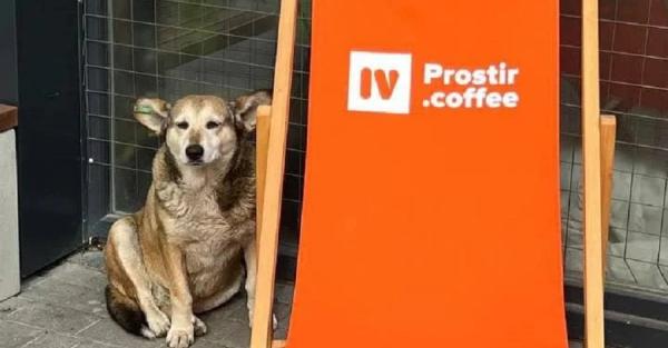 В Ивано-Франковске водитель иномарки переехал собаку и скрылся, животное спасти не удалось - Общество