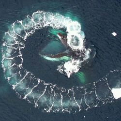 Украинские ученые показали, как изучают китов в Антарктиде с помощью дронов - Общество