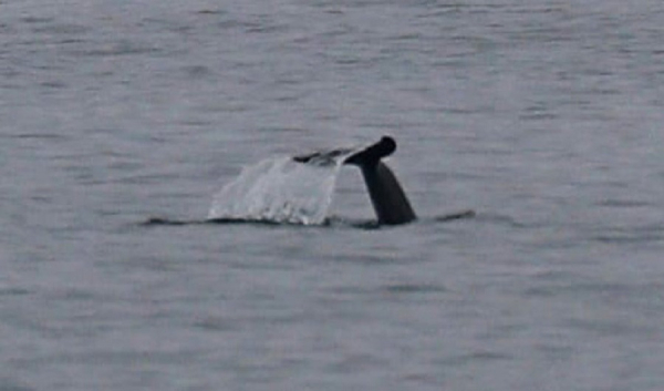 В Черное море заплыла первая стая дельфинов в этом году - Общество