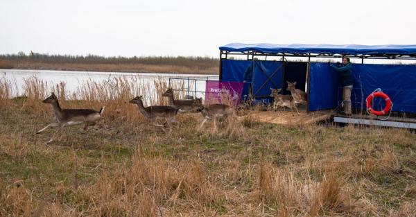 Как архитекторы природы – олени – восстанавливают Дунайский биосферный заповедник - Общество