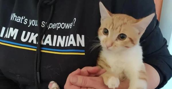 Во время эвакуации животных из Славянска зоозащитники приняли роды у кошки - Общество