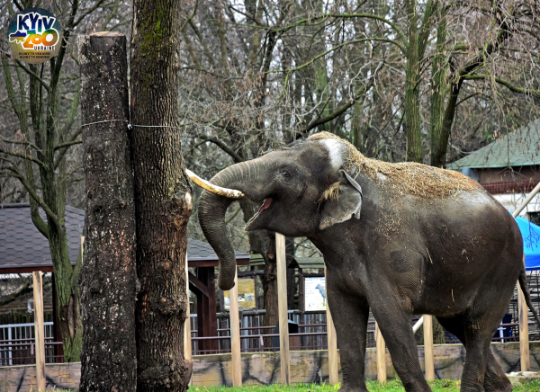 Киевский зоопарк приглашает на ланч с их самым большим жителем - слоном Хорасом - Общество