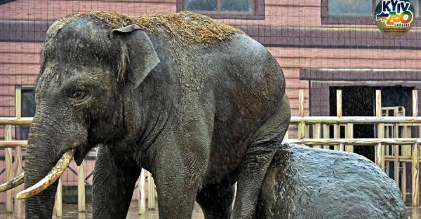 Киевский зоопарк приглашает на ланч с их самым большим жителем - слоном Хорасом - Общество